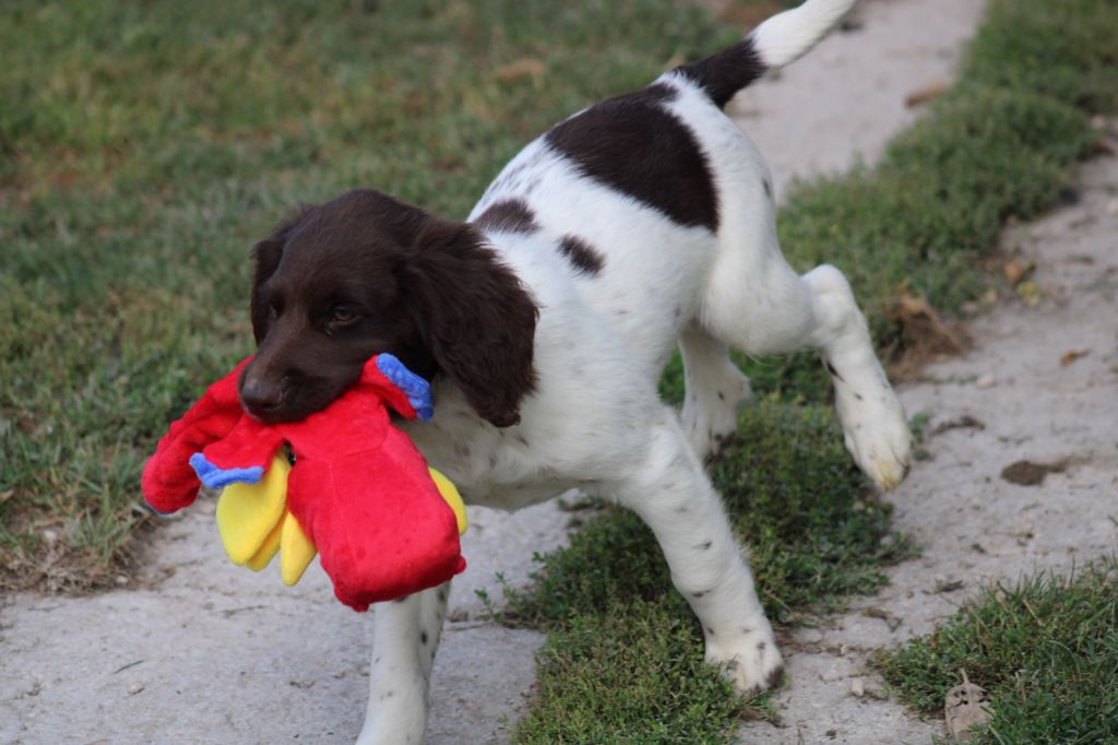 de la vallée de la Py - Chiots disponibles - Petit Epagneul de Münster