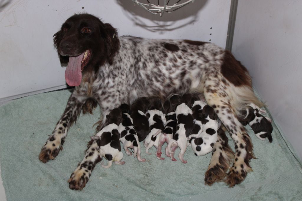 de la vallée de la Py - Chiots disponibles - Petit Epagneul de Münster