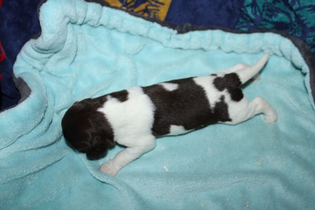 de la vallée de la Py - Chiots disponibles - Petit Epagneul de Münster