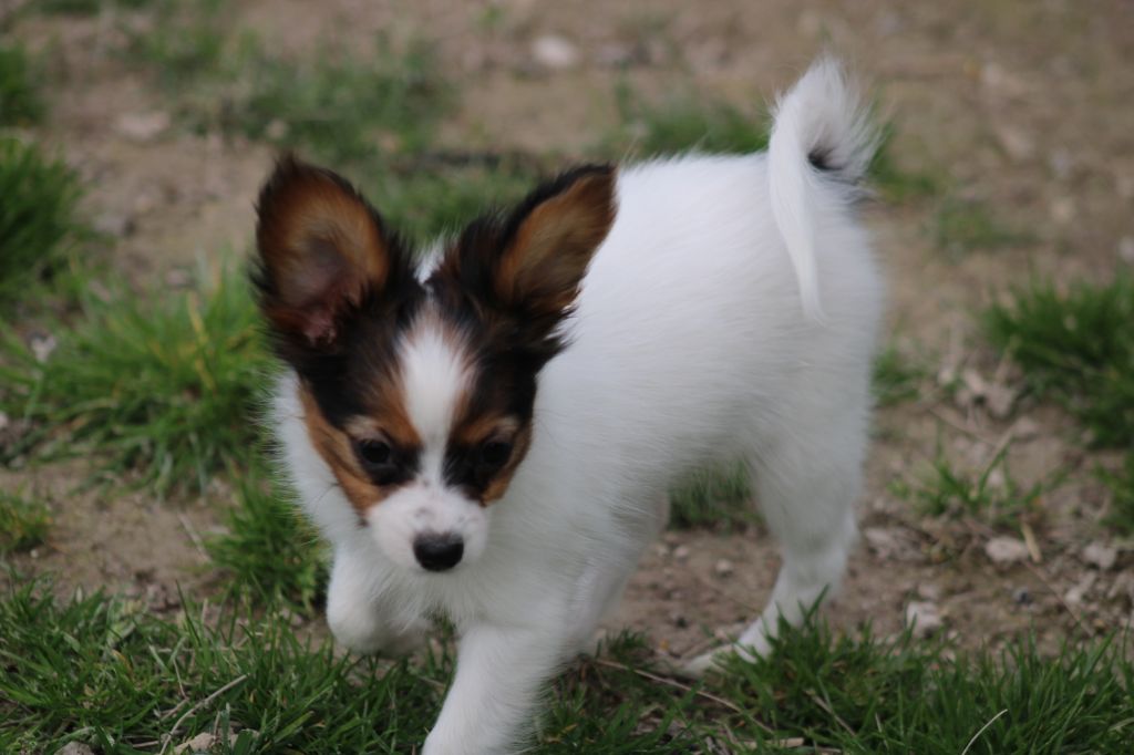 CHIOT