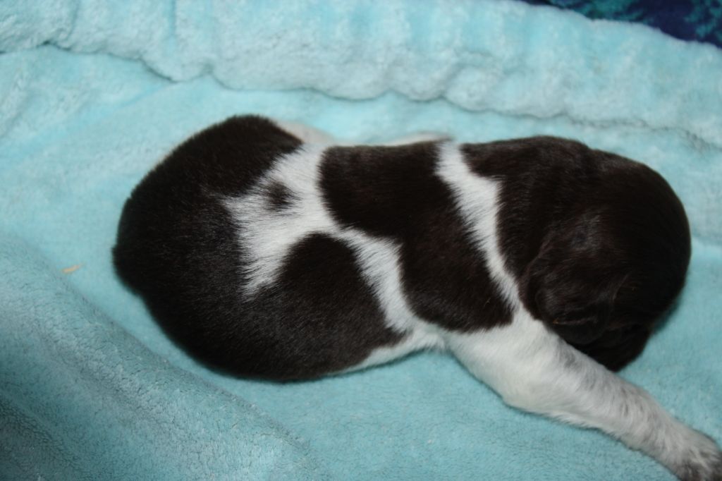 de la vallée de la Py - Chiots disponibles - Petit Epagneul de Münster