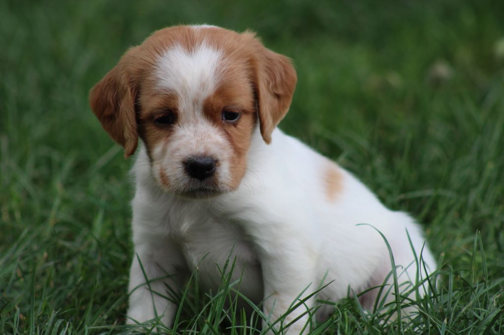 De La Vallée De La Py - Chiots disponibles - Epagneul Breton
