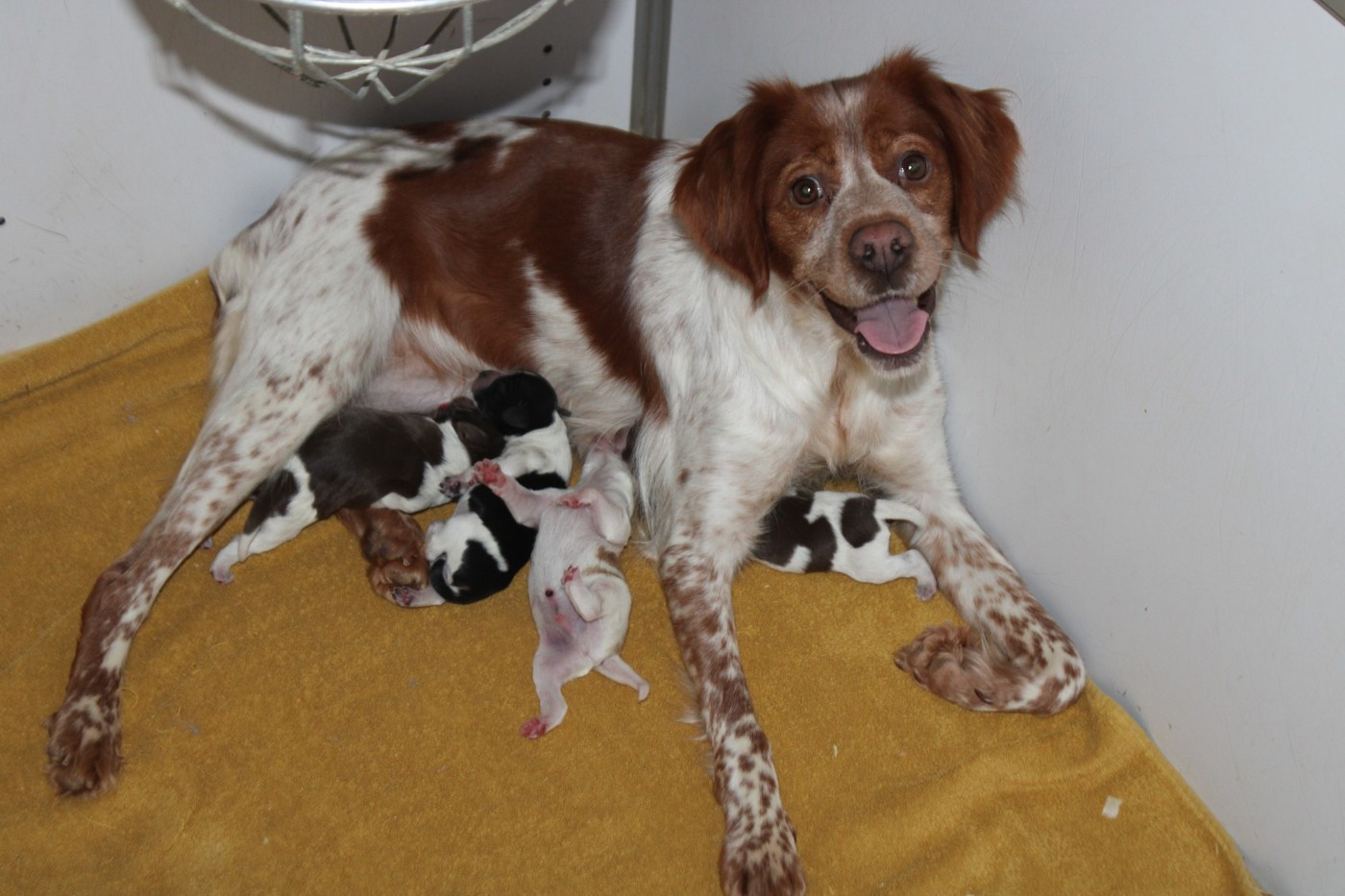 De La Vallée De La Py - Chiots disponibles - Epagneul Breton