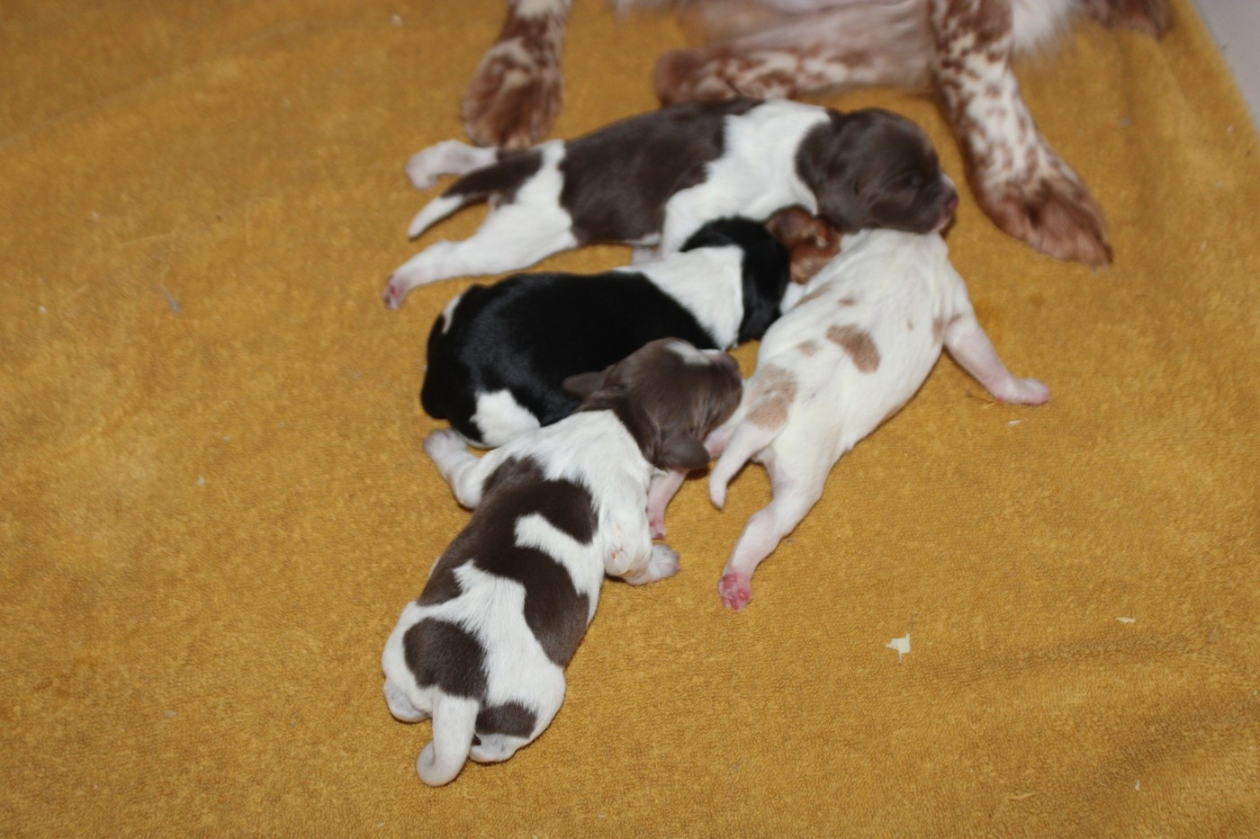 De La Vallée De La Py - Chiots disponibles - Epagneul Breton