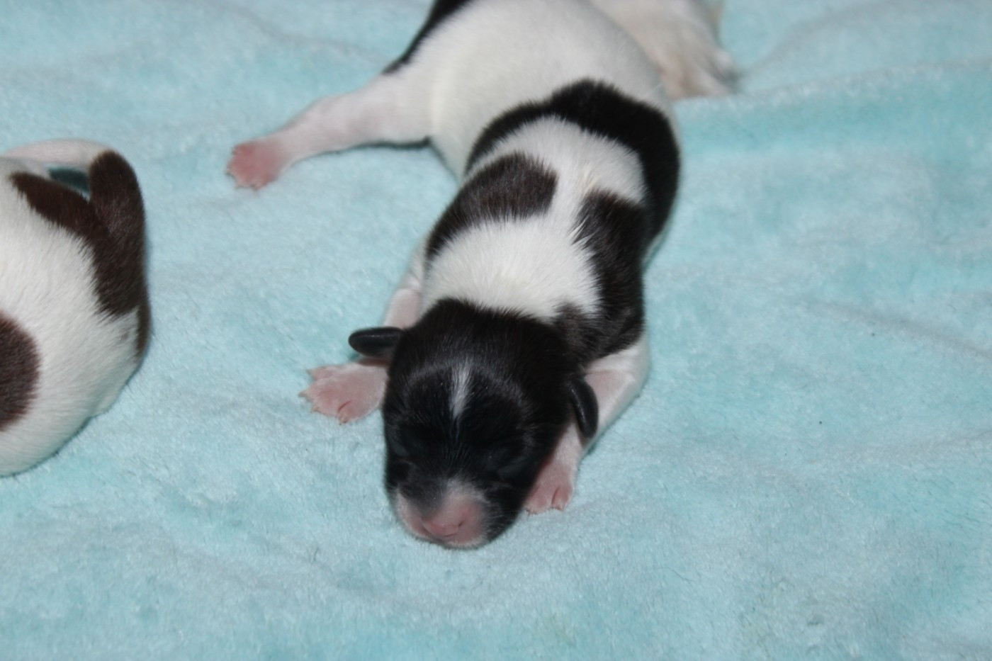 De La Vallée De La Py - Chiots disponibles - Epagneul nain Continental (Papillon)