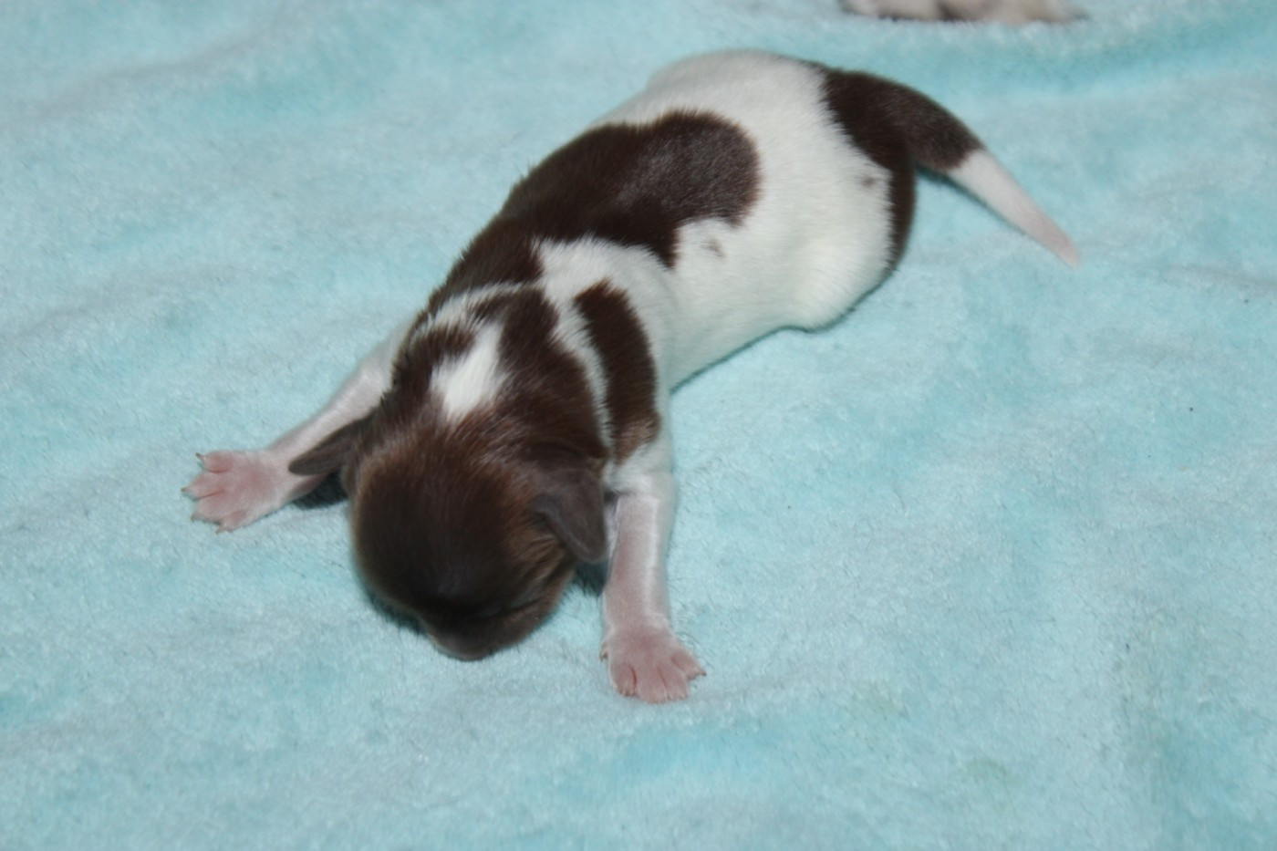 De La Vallée De La Py - Chiots disponibles - Epagneul nain Continental (Papillon)