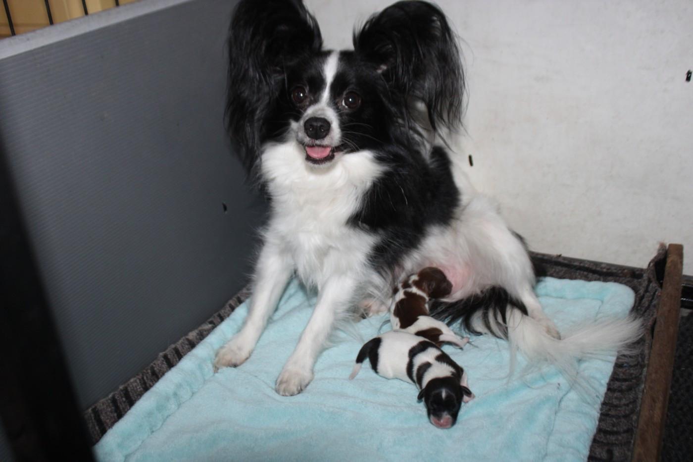 Chiot Epagneul nain Continental (Papillon) De La Vallée De La Py