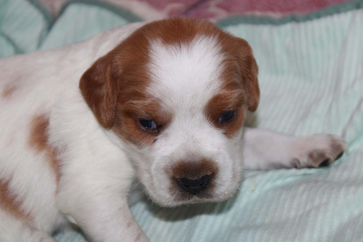 De La Vallée De La Py - Chiots disponibles - Epagneul Breton