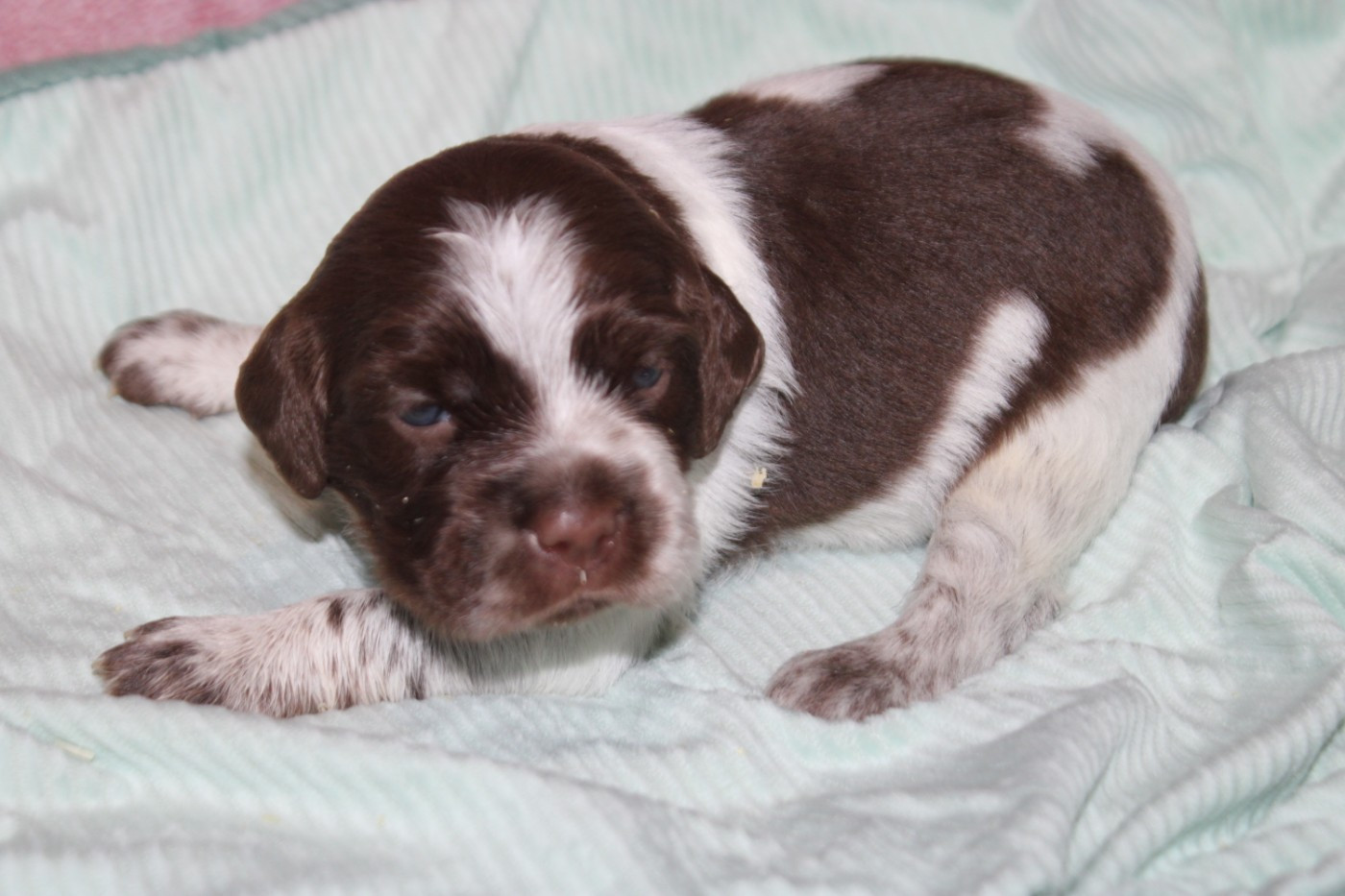 De La Vallée De La Py - Chiots disponibles - Epagneul Breton