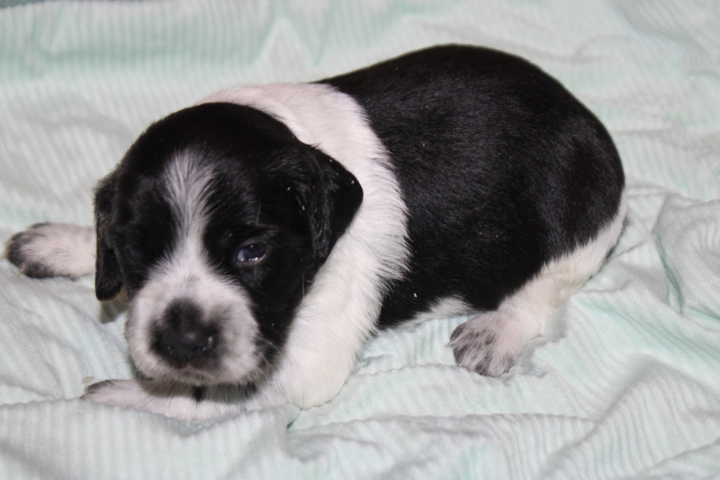 De La Vallée De La Py - Chiots disponibles - Epagneul Breton