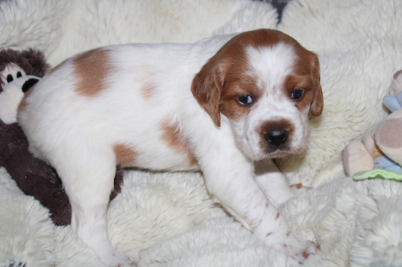 De La Vallée De La Py - Chiots disponibles - Epagneul Breton