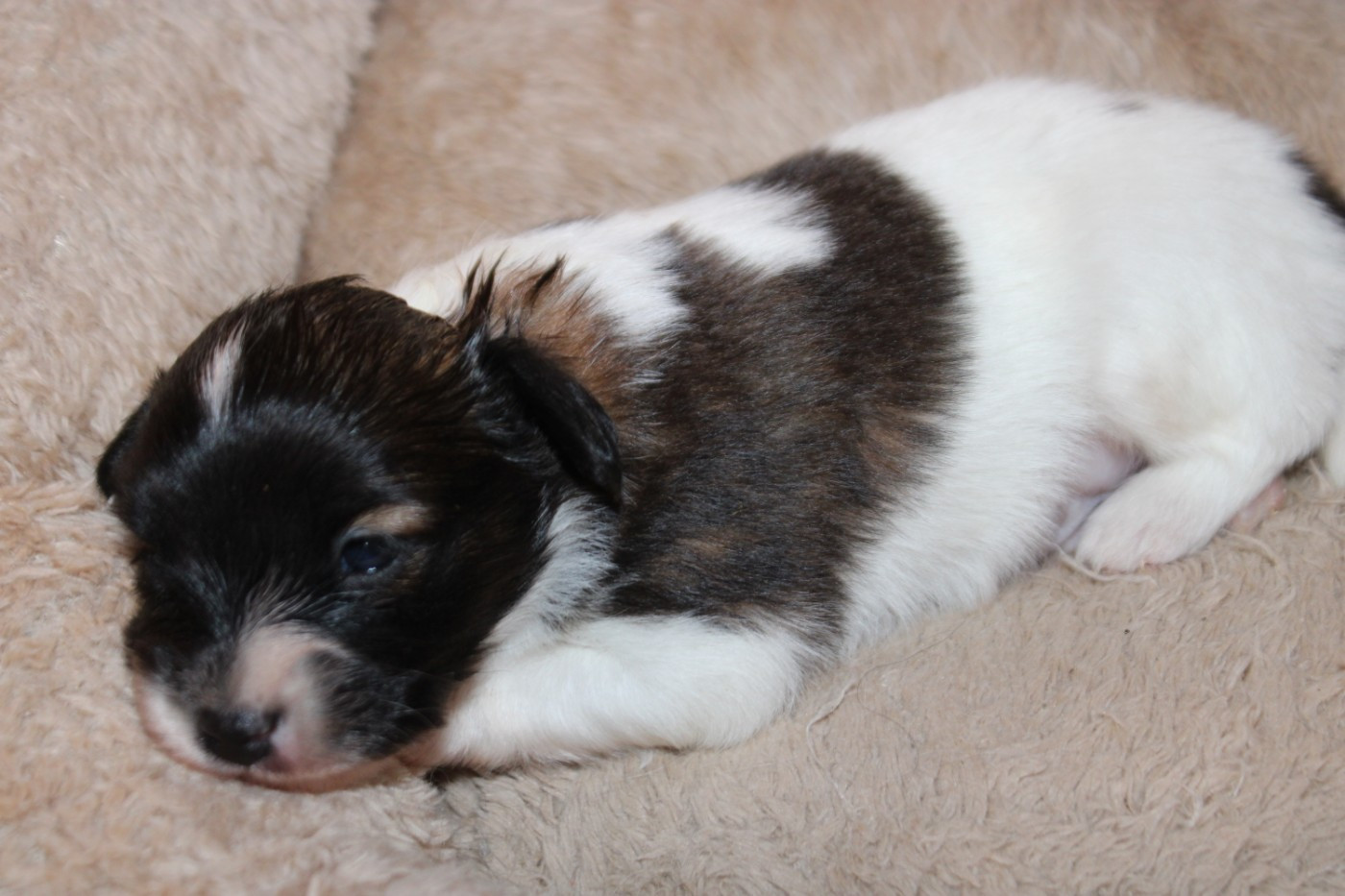 De La Vallée De La Py - Chiots disponibles - Epagneul nain Continental (Papillon)