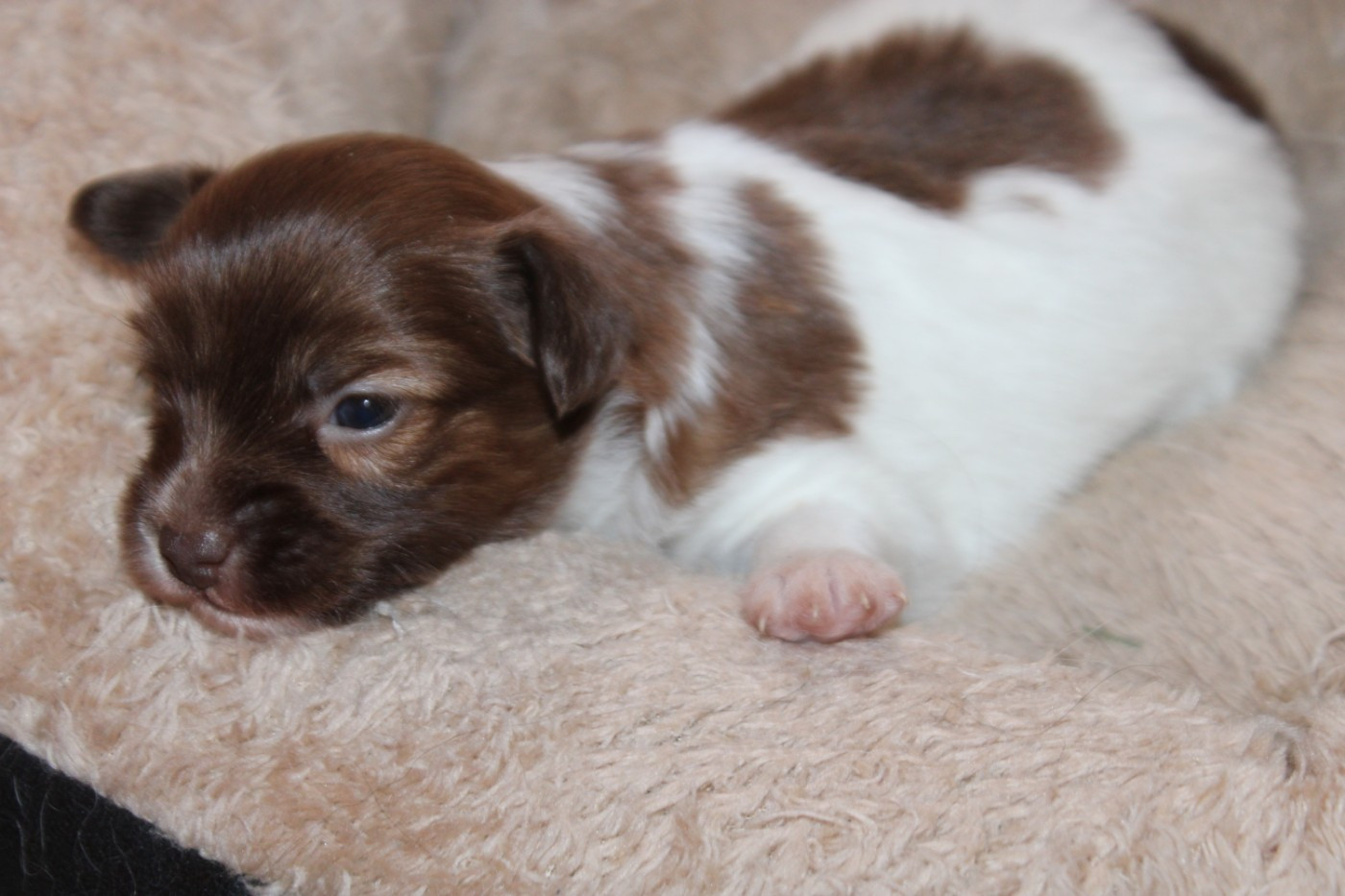 De La Vallée De La Py - Chiots disponibles - Epagneul nain Continental (Papillon)