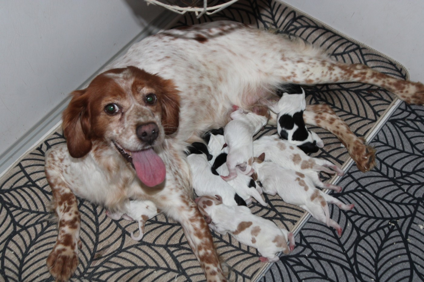 Chiot Epagneul Breton De La Vallée De La Py