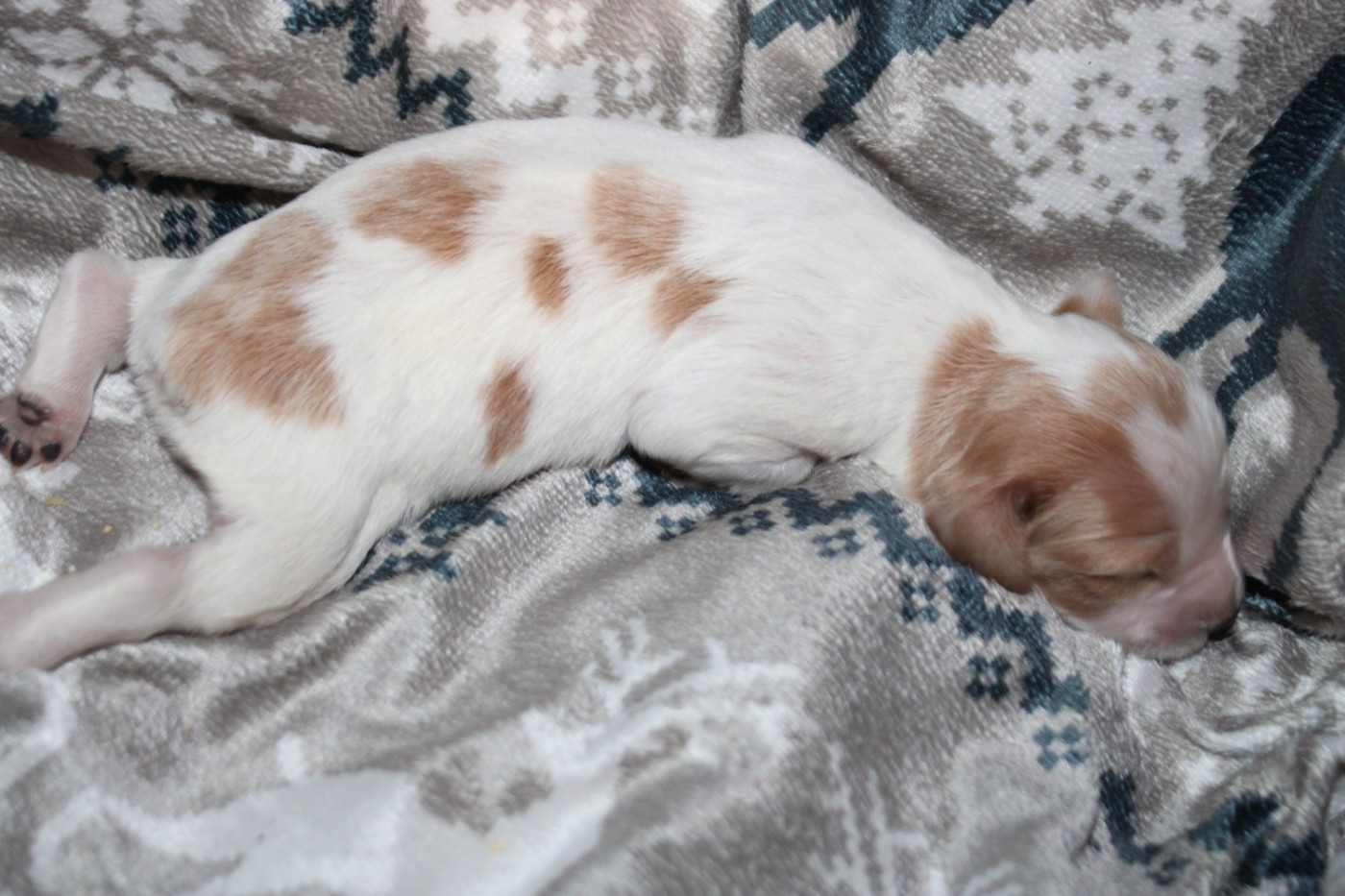 De La Vallée De La Py - Chiots disponibles - Epagneul Breton