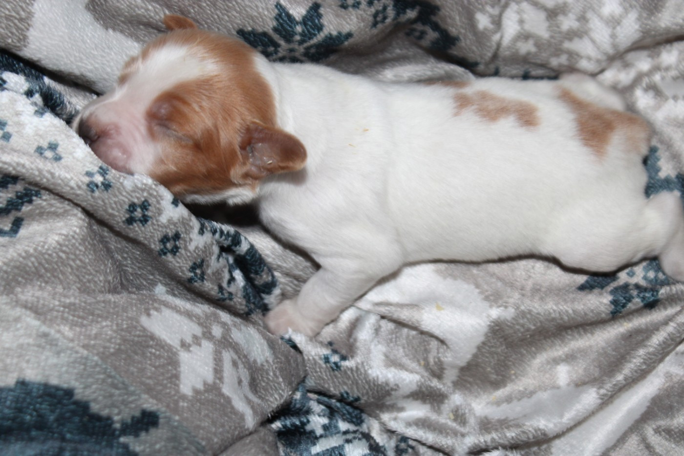 De La Vallée De La Py - Chiots disponibles - Epagneul Breton