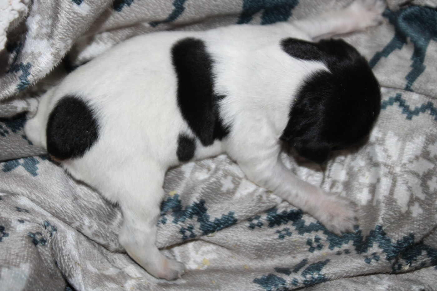 De La Vallée De La Py - Chiots disponibles - Epagneul Breton