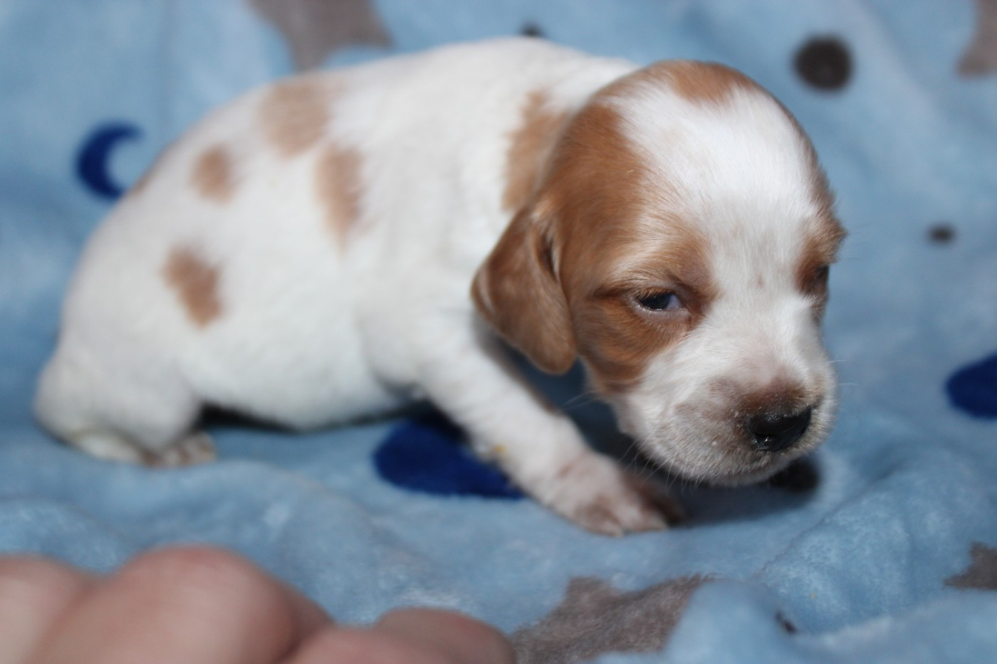 De La Vallée De La Py - Chiots disponibles - Epagneul Breton