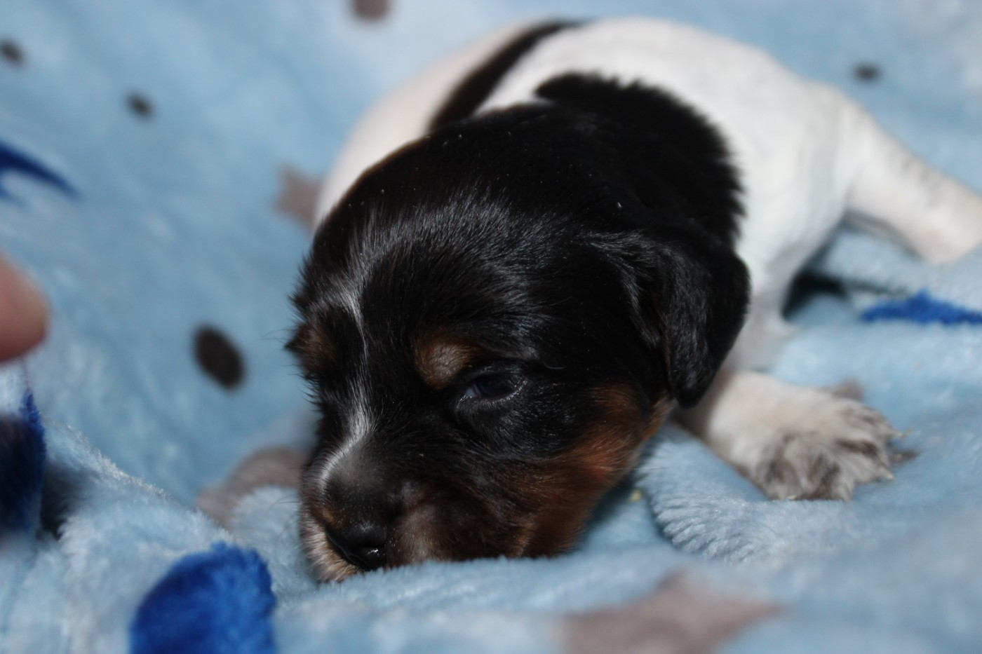 De La Vallée De La Py - Chiots disponibles - Epagneul Breton