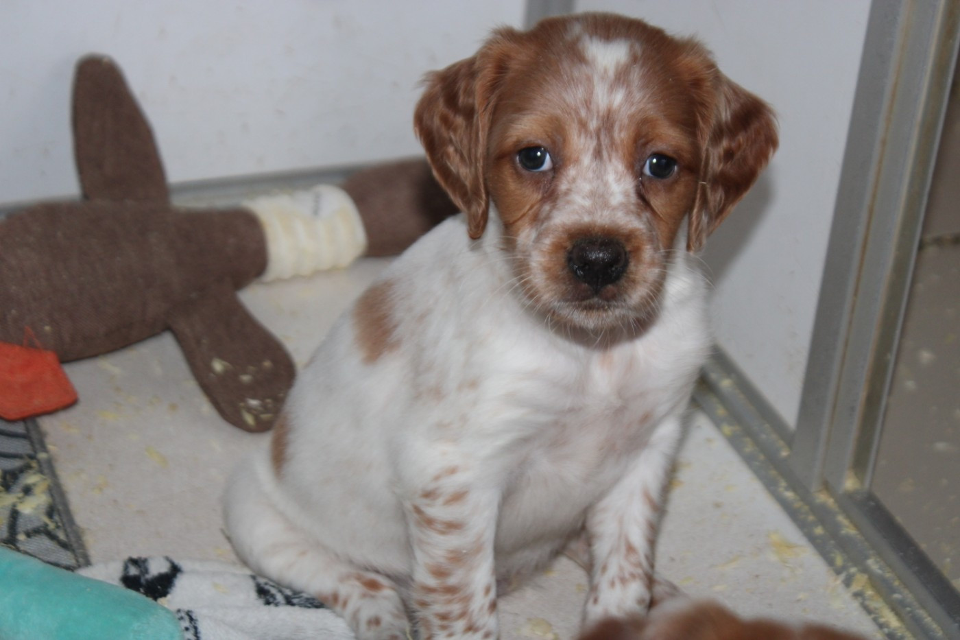 De La Vallée De La Py - Chiots disponibles - Epagneul Breton