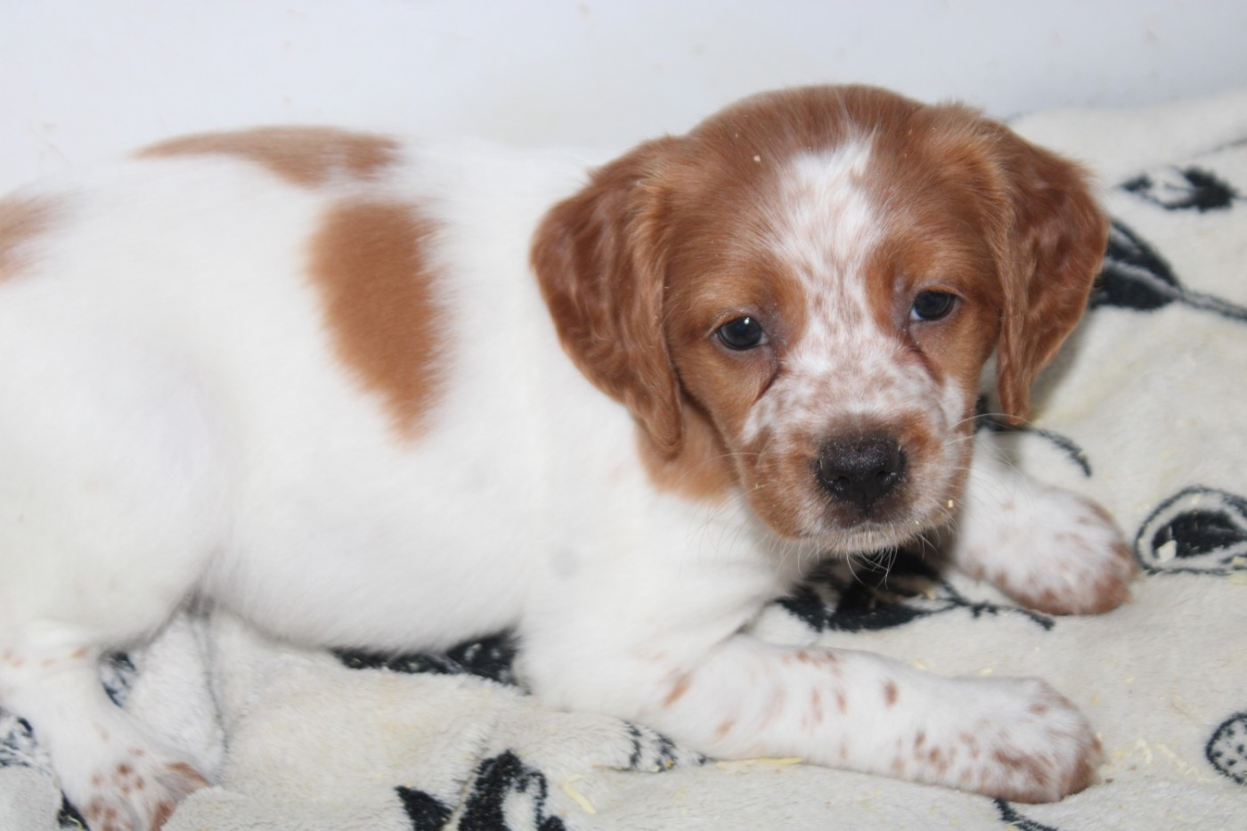 De La Vallée De La Py - Chiots disponibles - Epagneul Breton