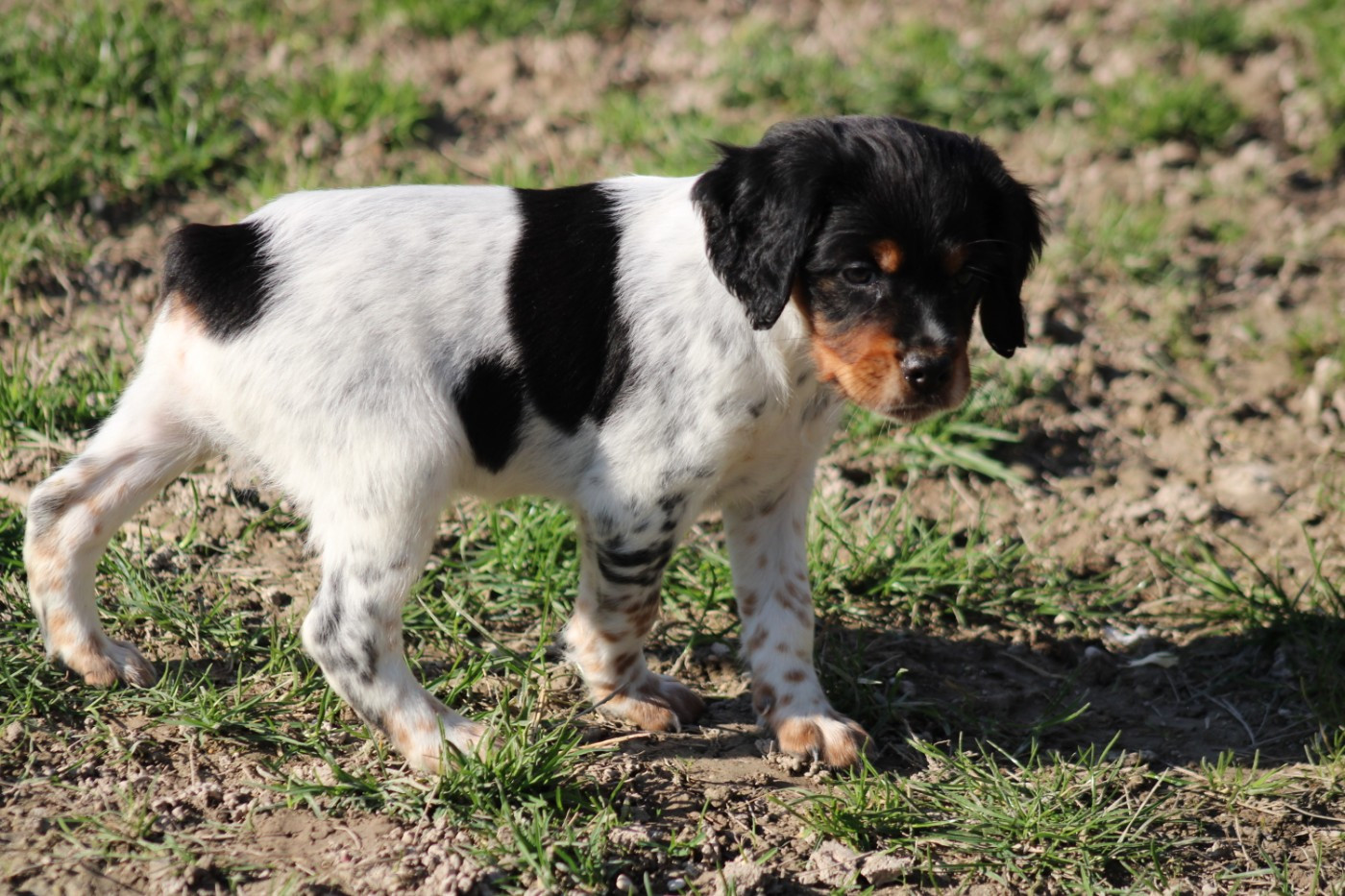 De La Vallée De La Py - Chiots disponibles - Epagneul Breton