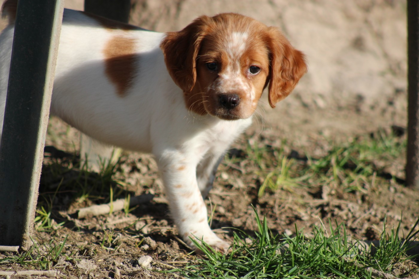 De La Vallée De La Py - Chiots disponibles - Epagneul Breton