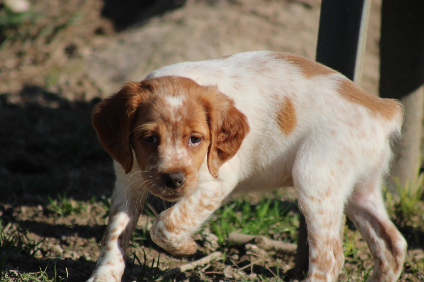 De La Vallée De La Py - Chiots disponibles - Epagneul Breton