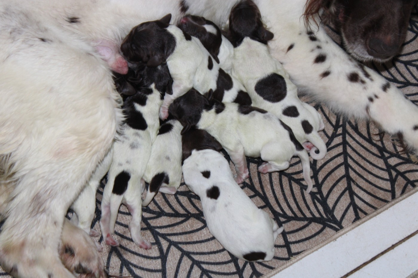 De La Vallée De La Py - Chiots disponibles - Petit Epagneul de Münster