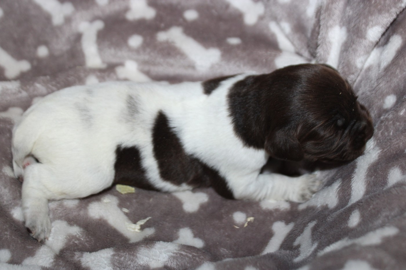 De La Vallée De La Py - Chiots disponibles - Petit Epagneul de Münster