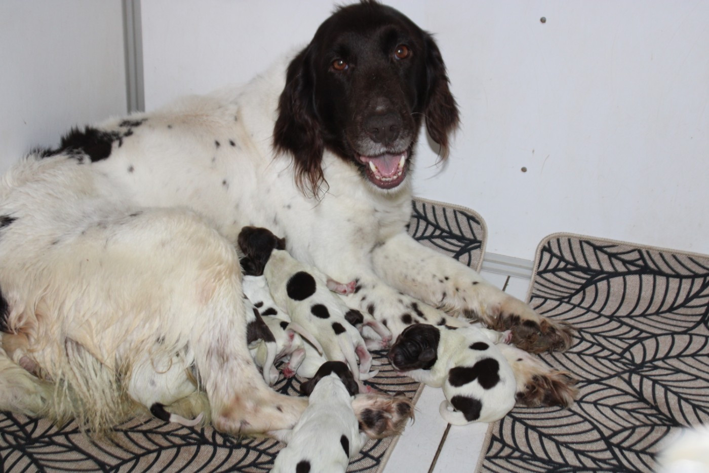 De La Vallée De La Py - Petit Epagneul de Münster - Portée née le 16/03/2026