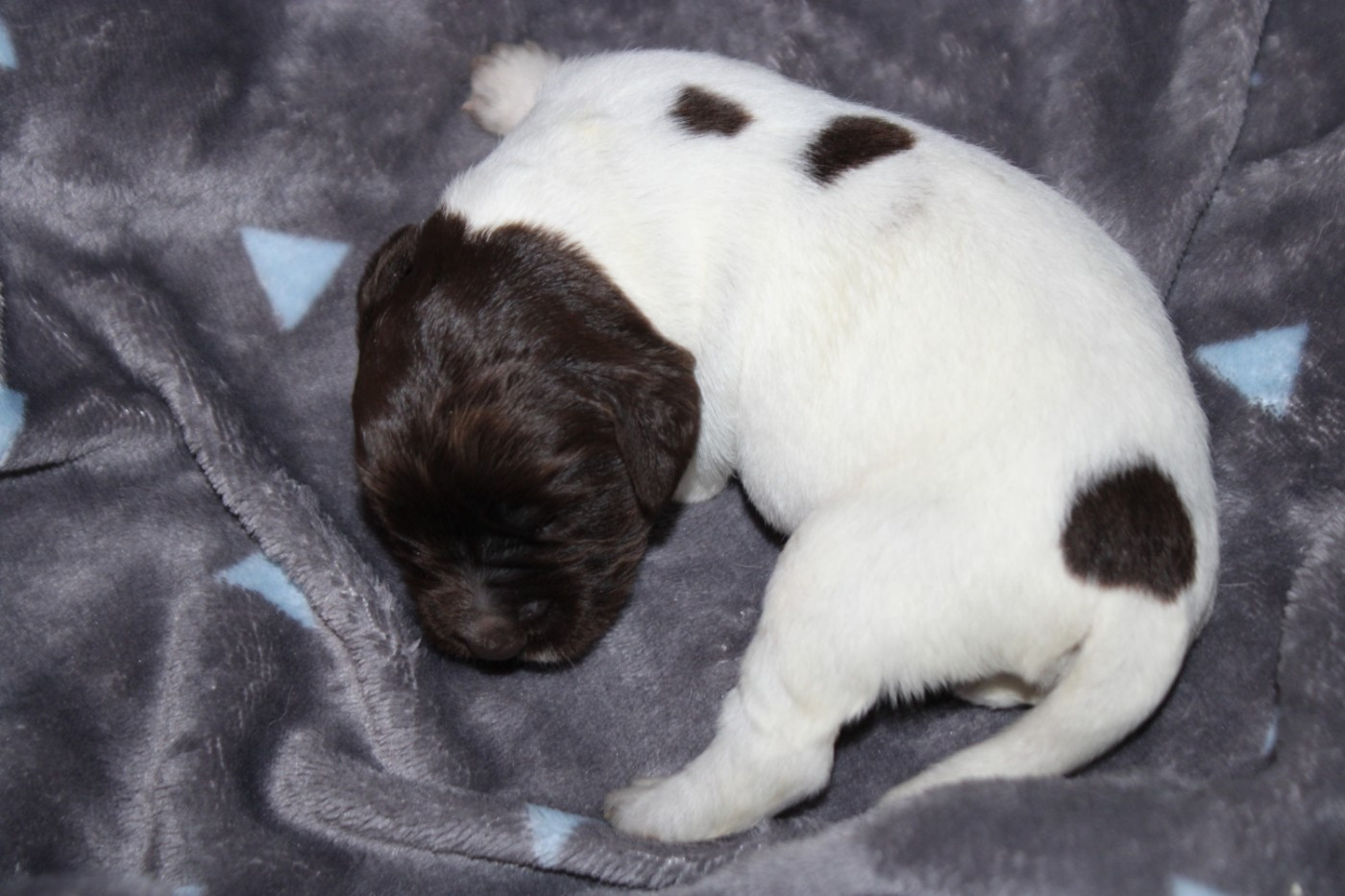 De La Vallée De La Py - Chiots disponibles - Petit Epagneul de Münster