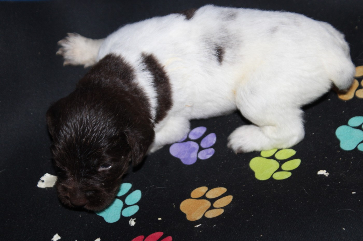 De La Vallée De La Py - Chiots disponibles - Petit Epagneul de Münster