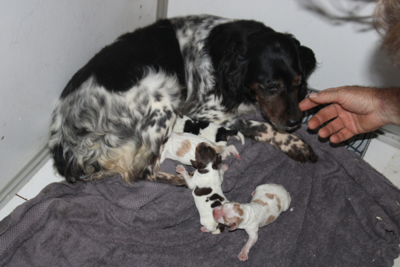 Chiot Epagneul Breton De La Vallée De La Py