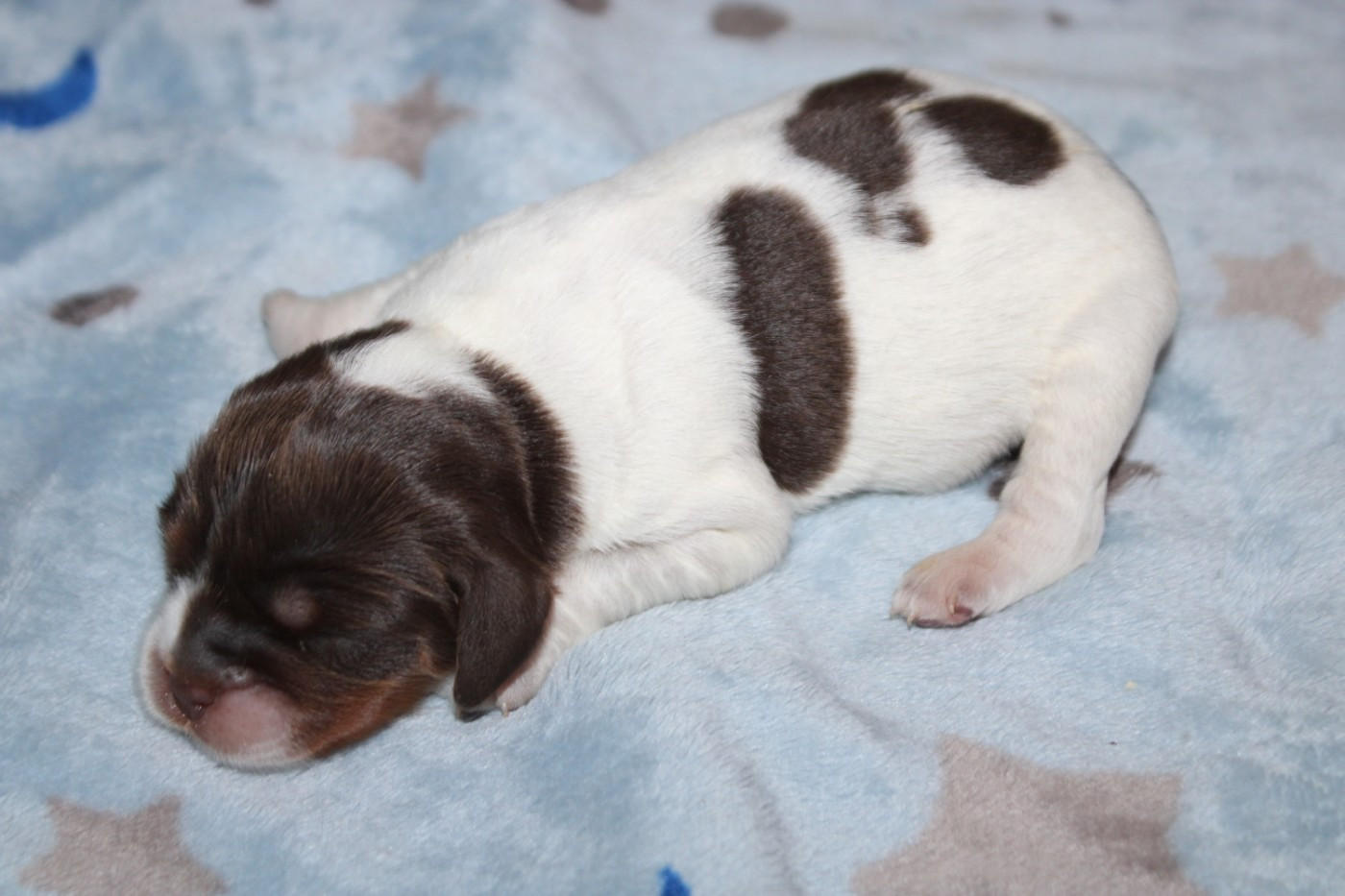 De La Vallée De La Py - Chiots disponibles - Epagneul Breton