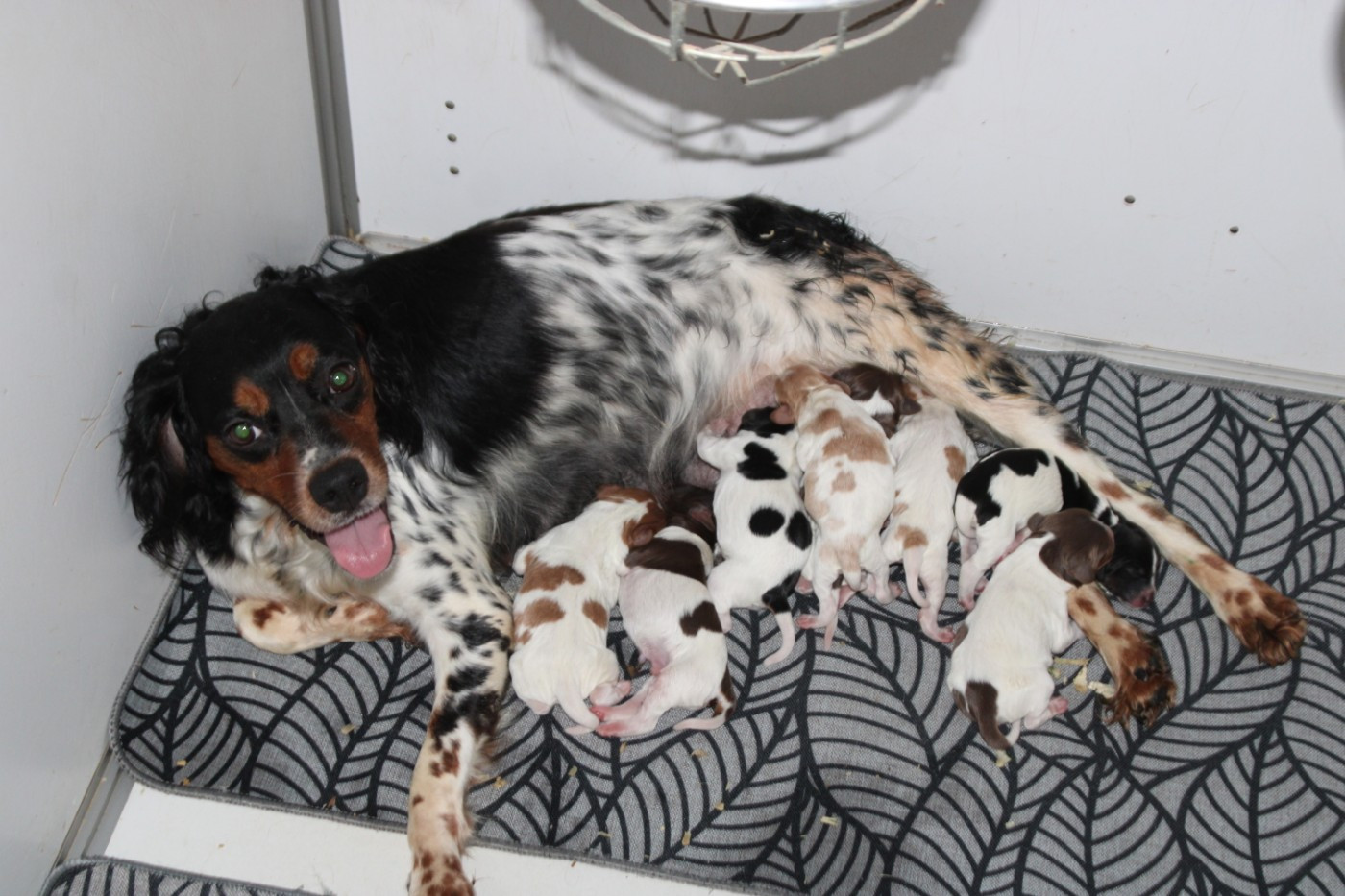 Chiot Epagneul Breton De La Vallée De La Py
