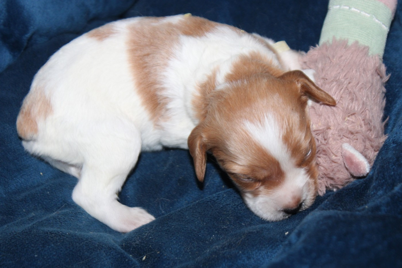 De La Vallée De La Py - Chiots disponibles - Epagneul Breton