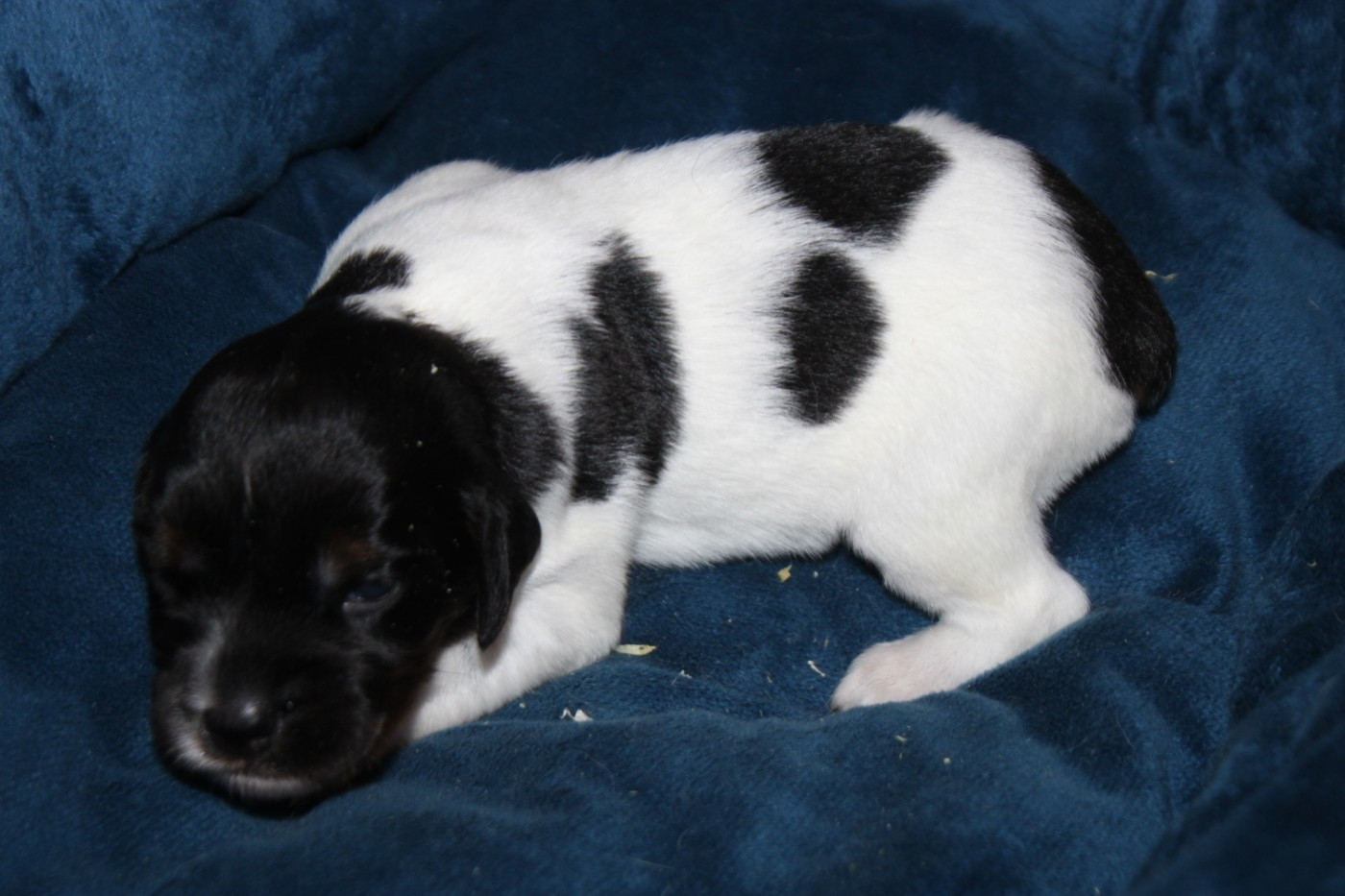 De La Vallée De La Py - Chiots disponibles - Epagneul Breton