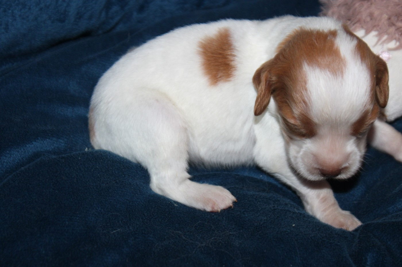 De La Vallée De La Py - Chiots disponibles - Epagneul Breton