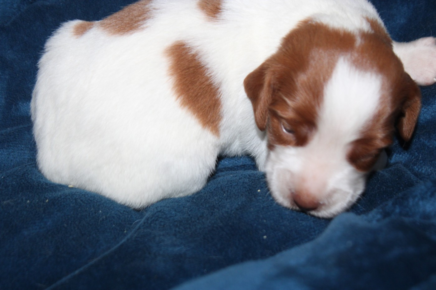 De La Vallée De La Py - Chiots disponibles - Epagneul Breton