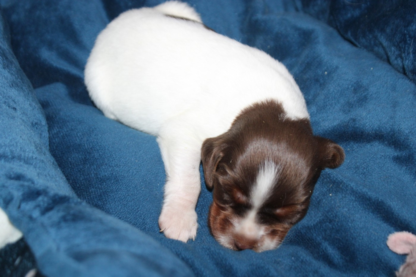 De La Vallée De La Py - Chiots disponibles - Epagneul Breton