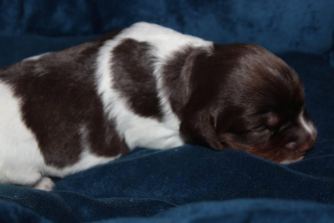 De La Vallée De La Py - Chiots disponibles - Epagneul Breton