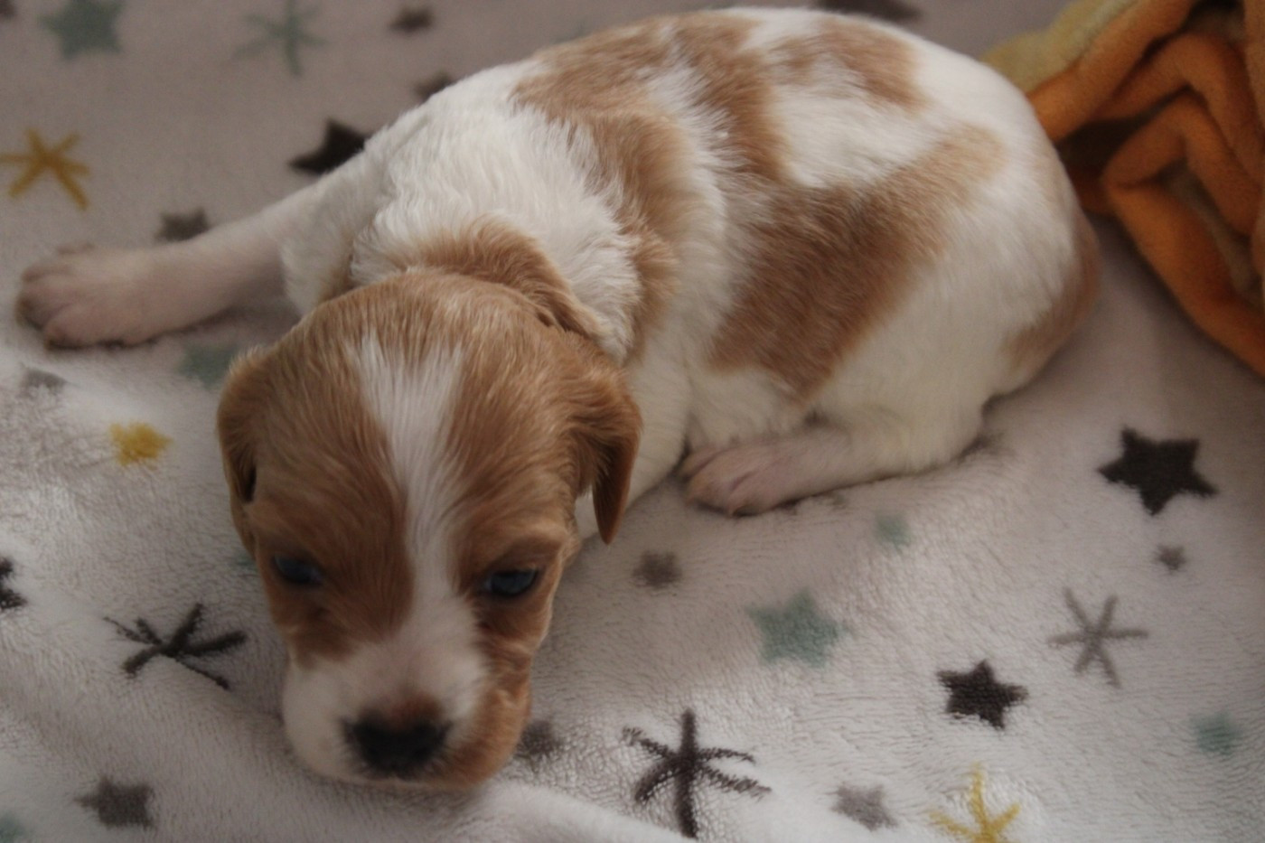 De La Vallée De La Py - Chiots disponibles - Epagneul Breton