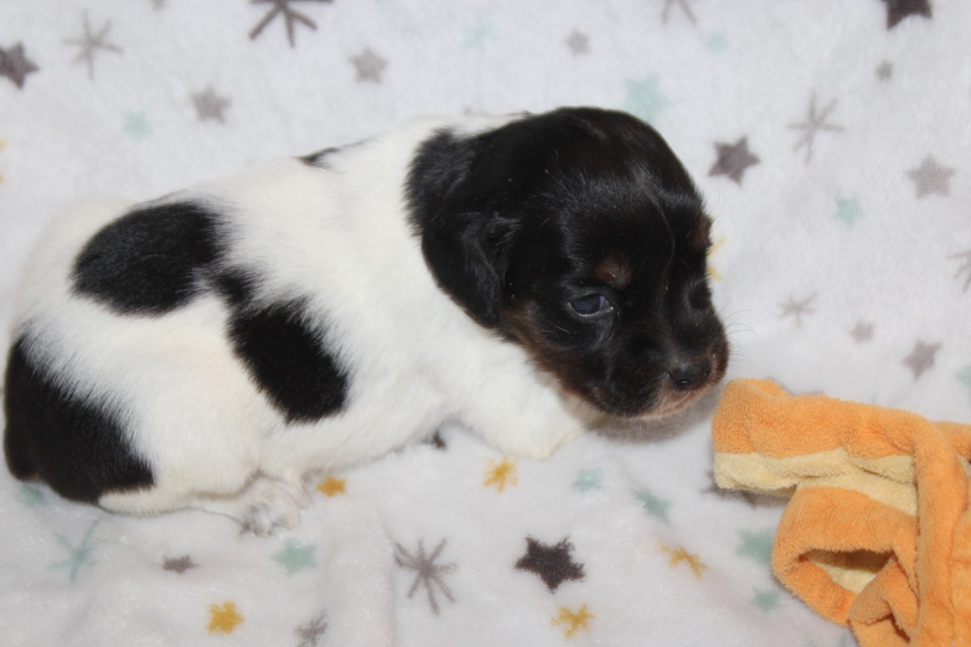 De La Vallée De La Py - Chiots disponibles - Epagneul Breton