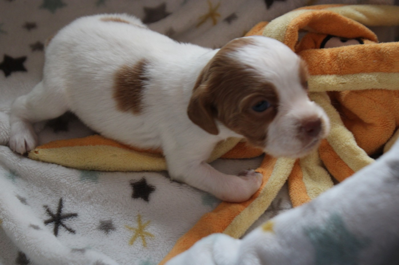 De La Vallée De La Py - Chiots disponibles - Epagneul Breton