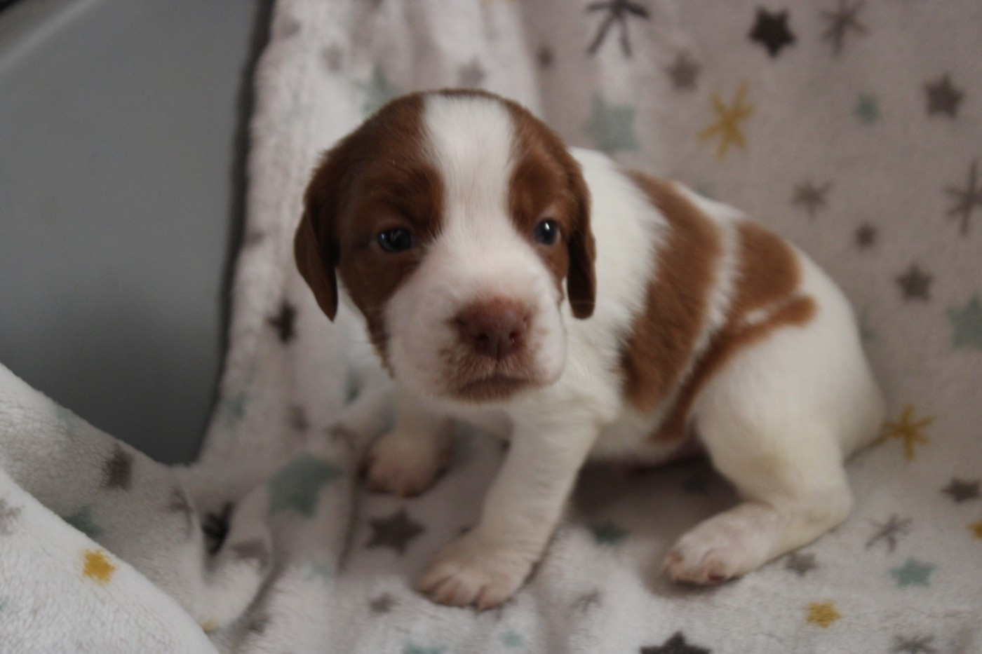 De La Vallée De La Py - Chiots disponibles - Epagneul Breton