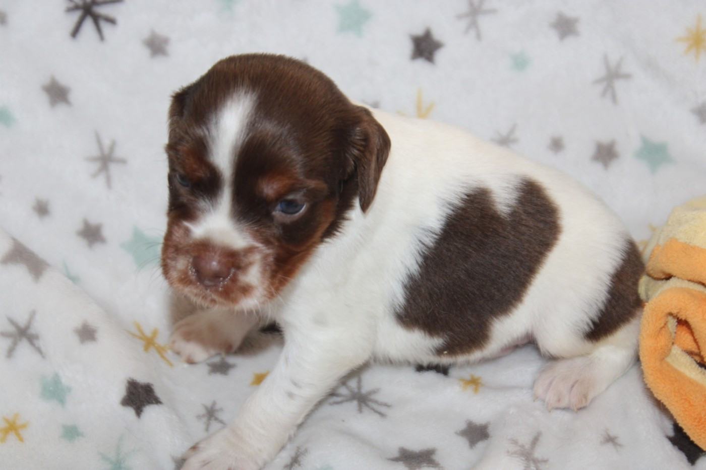 De La Vallée De La Py - Chiots disponibles - Epagneul Breton
