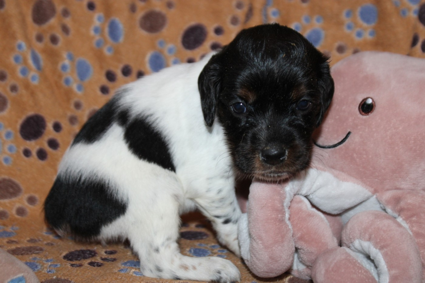 De La Vallée De La Py - Chiots disponibles - Epagneul Breton