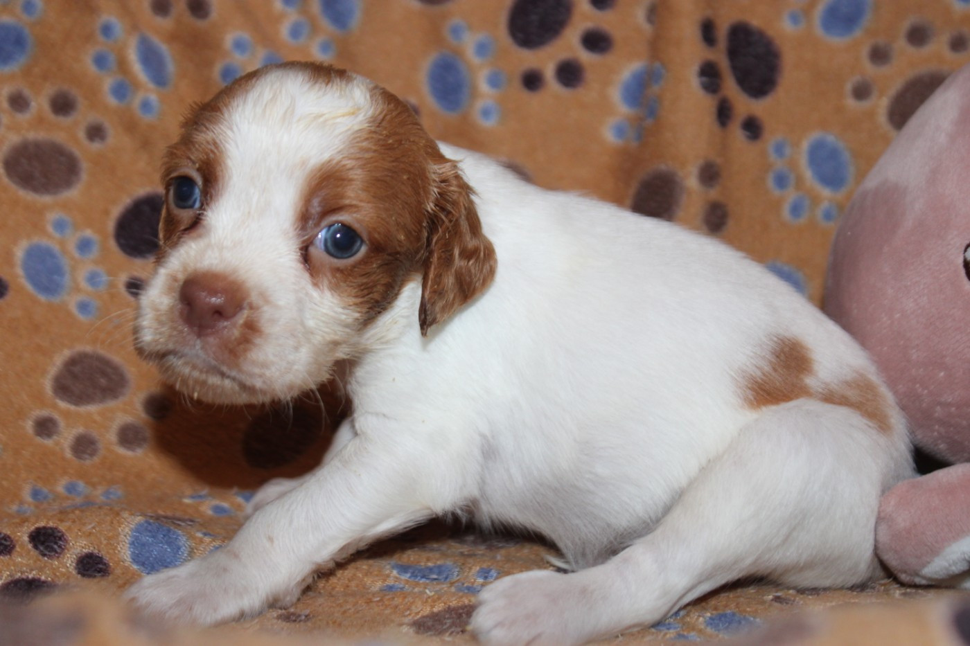 De La Vallée De La Py - Chiots disponibles - Epagneul Breton