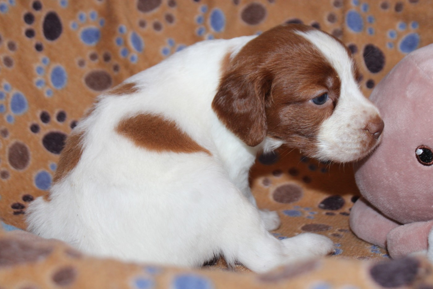De La Vallée De La Py - Chiots disponibles - Epagneul Breton